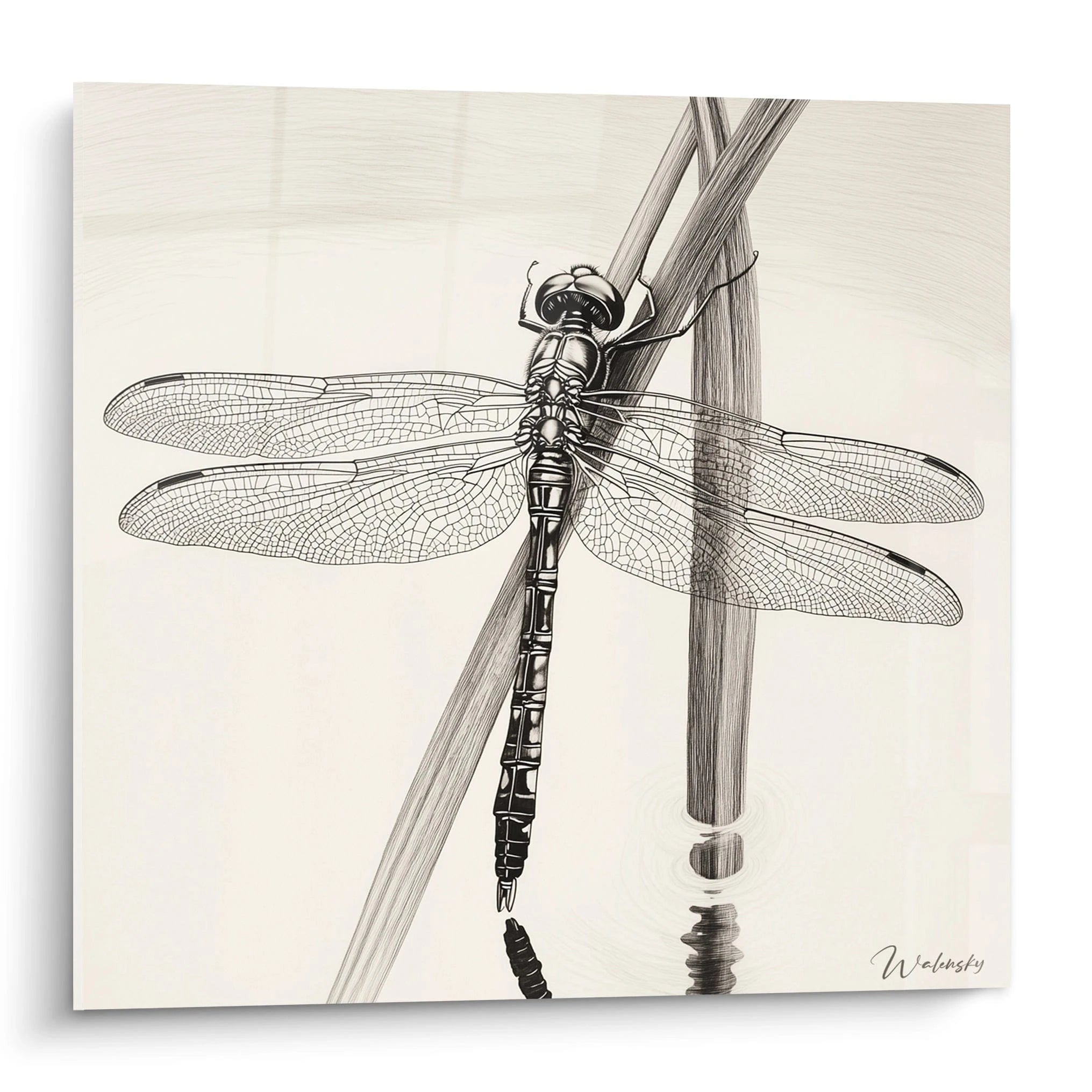 Tableau libellule en noir et blanc par Walensky avec détails fins sur ailes et surface de l'eau