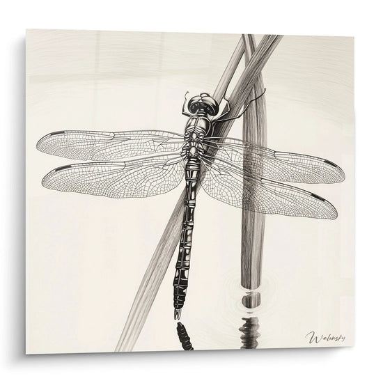 Tableau libellule N°4 - Edition Animaux