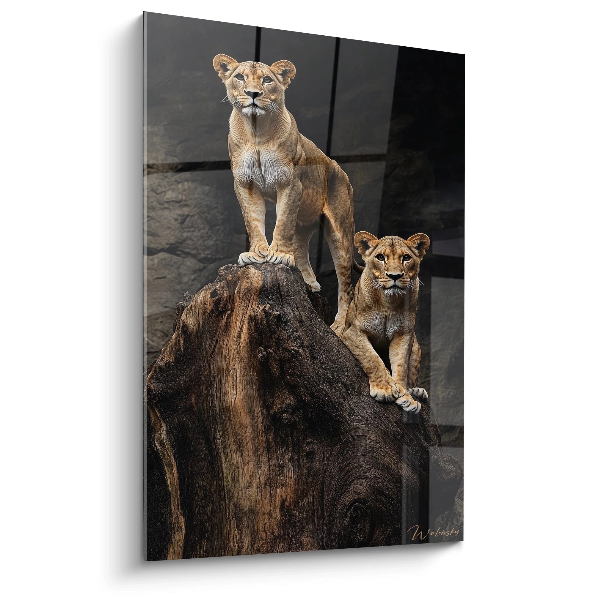 Un tableau lionne représentant deux félins majestueux perchés sur un tronc d'arbre massif contre un fond noir. Les teintes beiges et dorées de leur fourrure contrastent avec le brun foncé du bois et les ombres environnantes.
