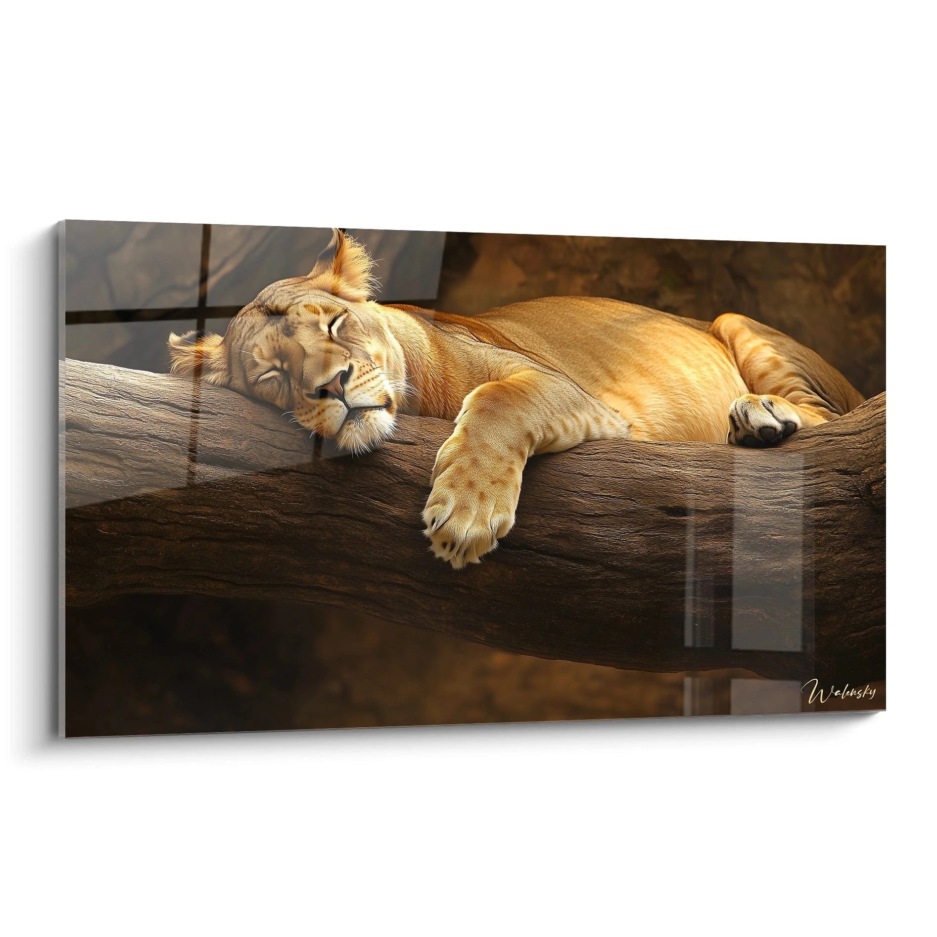 Un tableau lionne représentant une femelle lion endormie sur une branche d'arbre massive. Le félin au pelage doré repose paisiblement, sa tête appuyée contre le bois brun foncé, créant un contraste saisissant entre la texture lisse de sa fourrure et l'écorce rugueuse.
