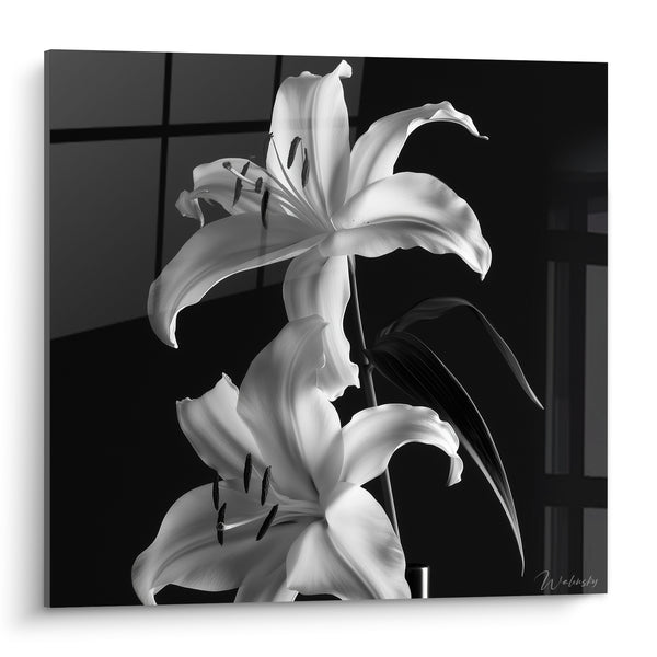 Quadri Lis bianco e nero con stami contrastanti - Chiaroscuro botanico - Edizione Lis