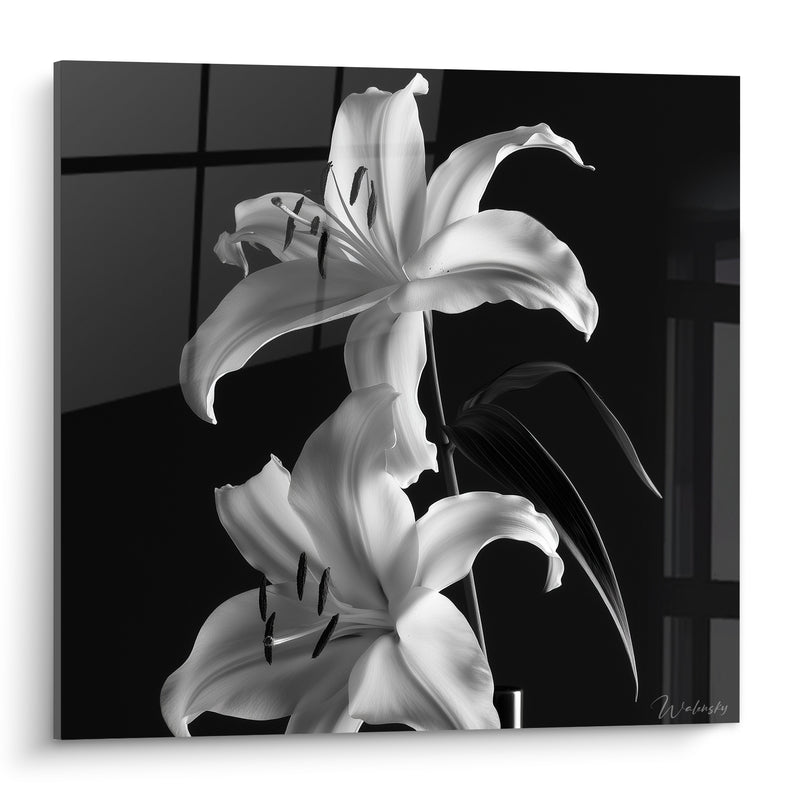 Tableau Lys blanc et noir aux étamines contrastées - Clair-obscur botanique - Edition Lys