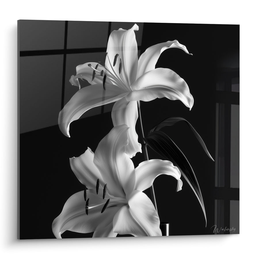 White and Black Lily Painting with Contrasting Filaments - Botanical Chiaroscuro - Lily Edition