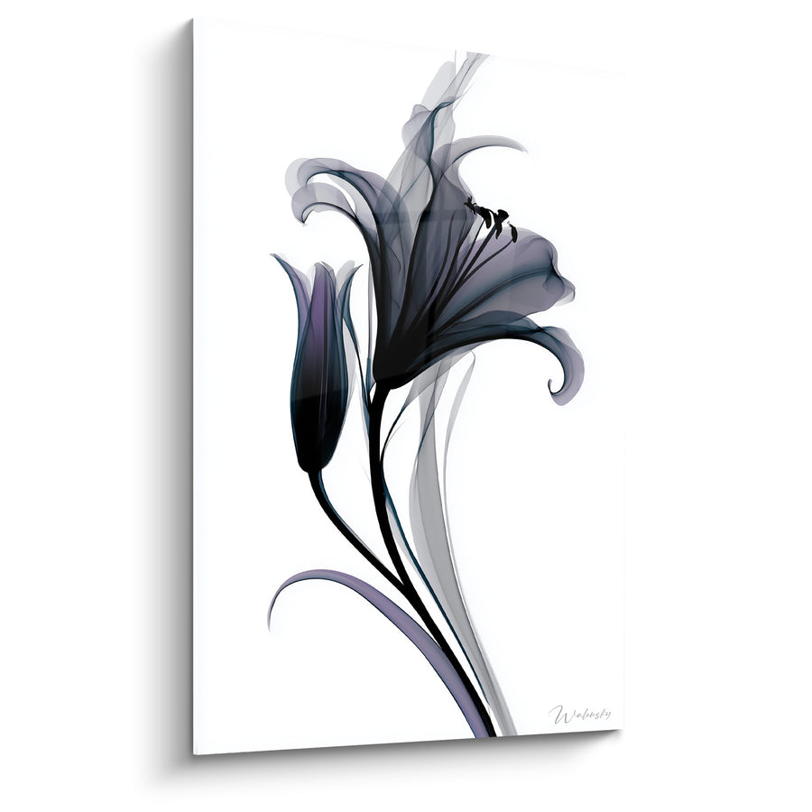 Tableau Lys noir aux reflets violets translucides - Élégance diaphane - Edition Lys