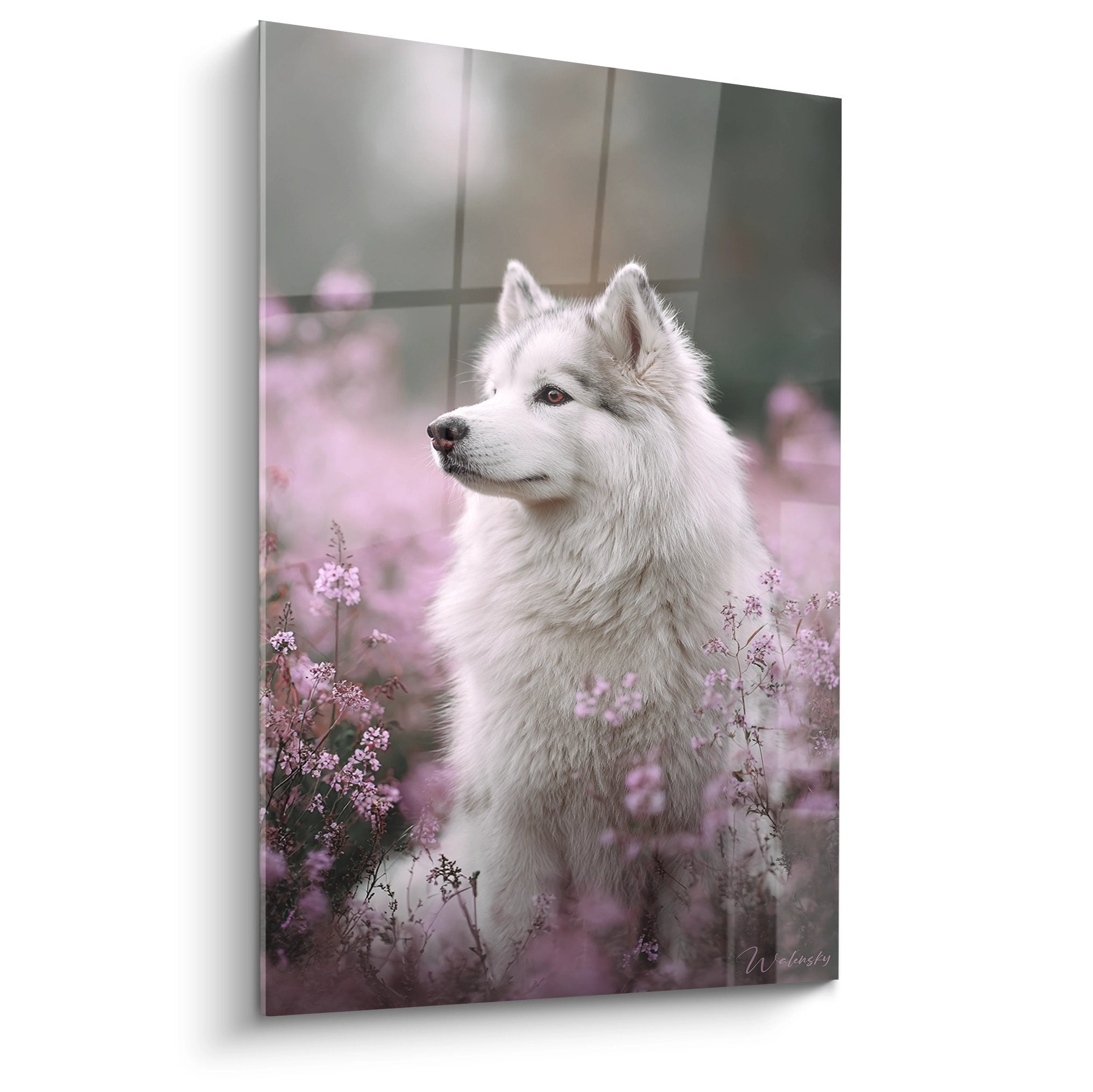 Tableau portrait Malamute Alaska gris et blanc dans champ bruyeres roses regard contemplatif decoration murale