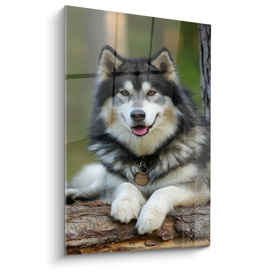 Tableau Chien Nordique au Regard Ambré sur Tronc d'Arbre - Compagnon Fidèle - Edition Malamute Alaska