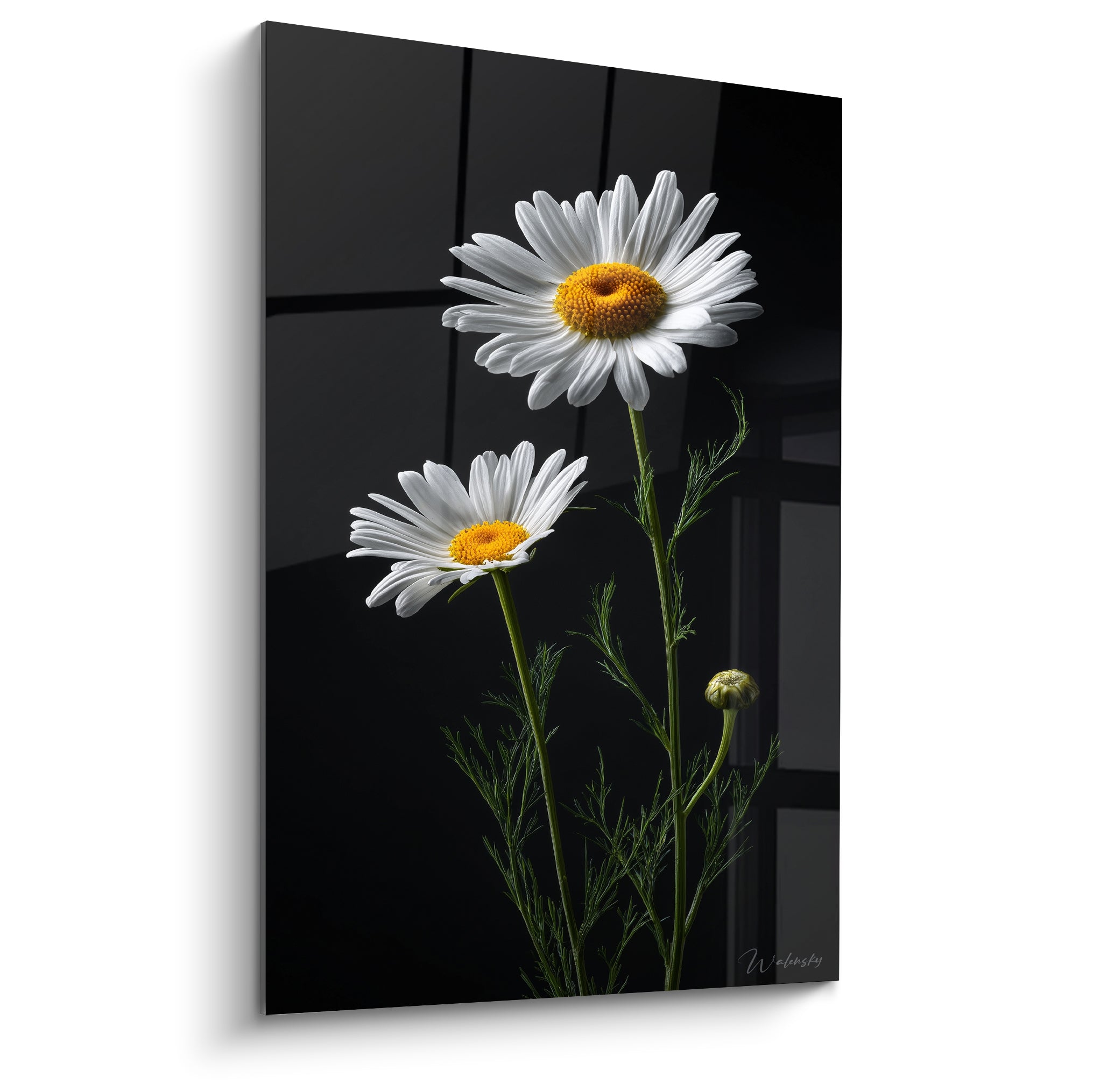 Marguerites blanches aux cœurs dorés se déployant sur un fond noir profond, style photographique raffiné