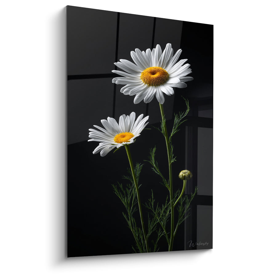 Tableau Marguerites blanches et noires au feuillage fin - Bouton non éclos - Edition Marguerite