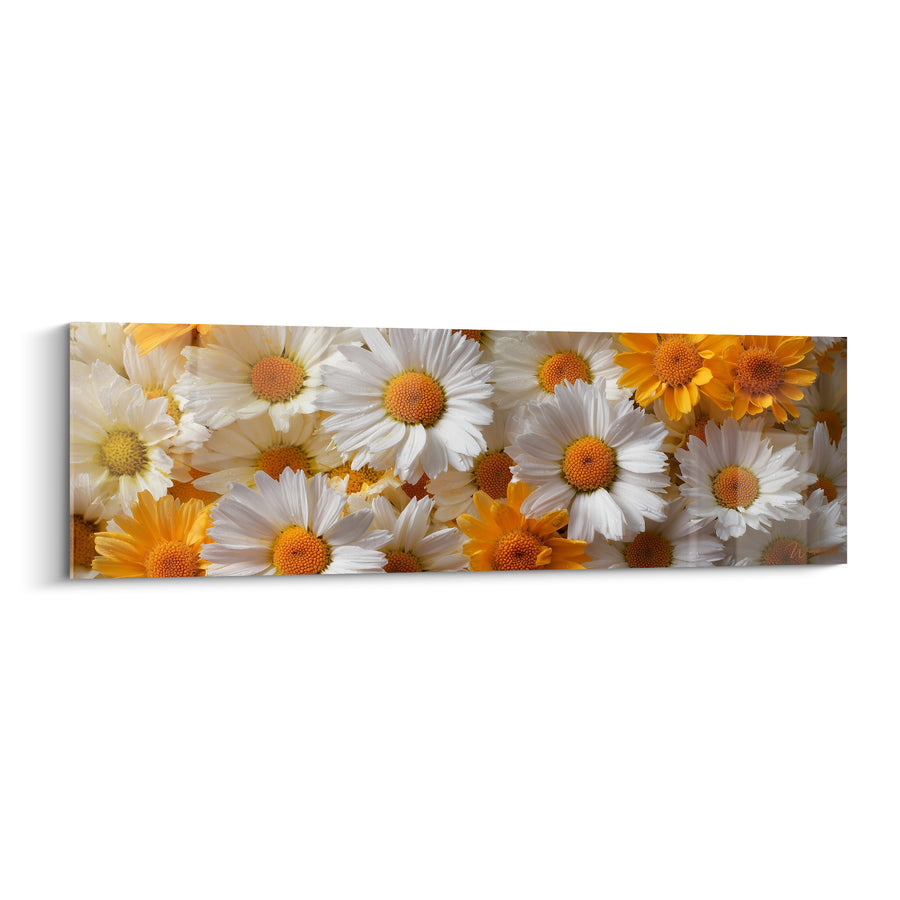 Tableau Marguerites blanches et jaunes en gros plan serré - Cœurs safranés juxtaposés - Edition Marguerite
