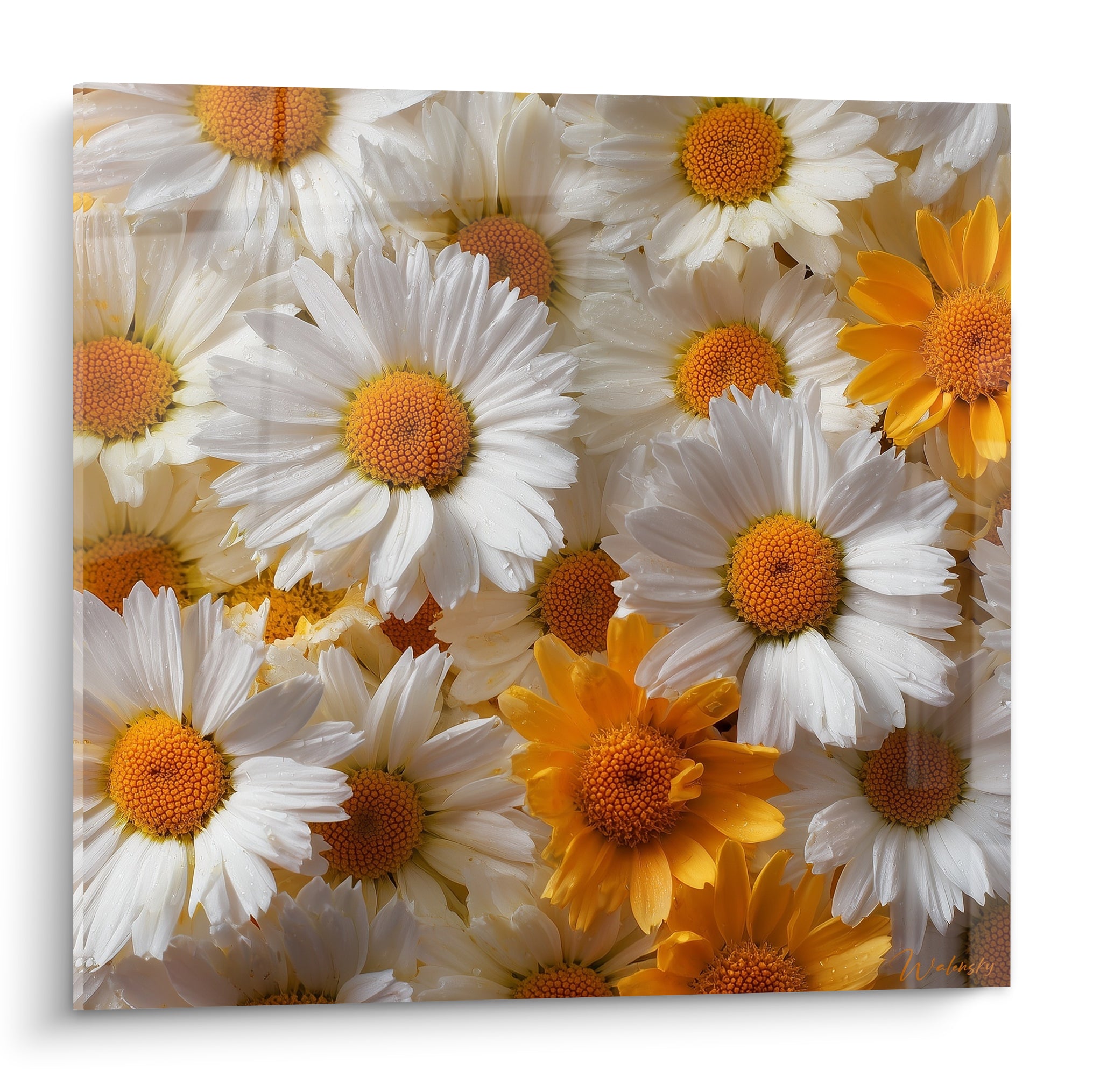 Marguerites blanches aux cœurs orangés serrées en gros plan, pétales veloutés et lumineux
