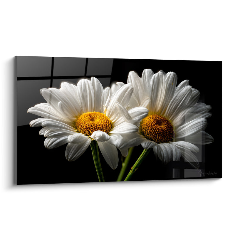 Tableau Marguerites blanches et noires aux tiges vertes penchées - Duo floral rapproché - Edition Marguerite