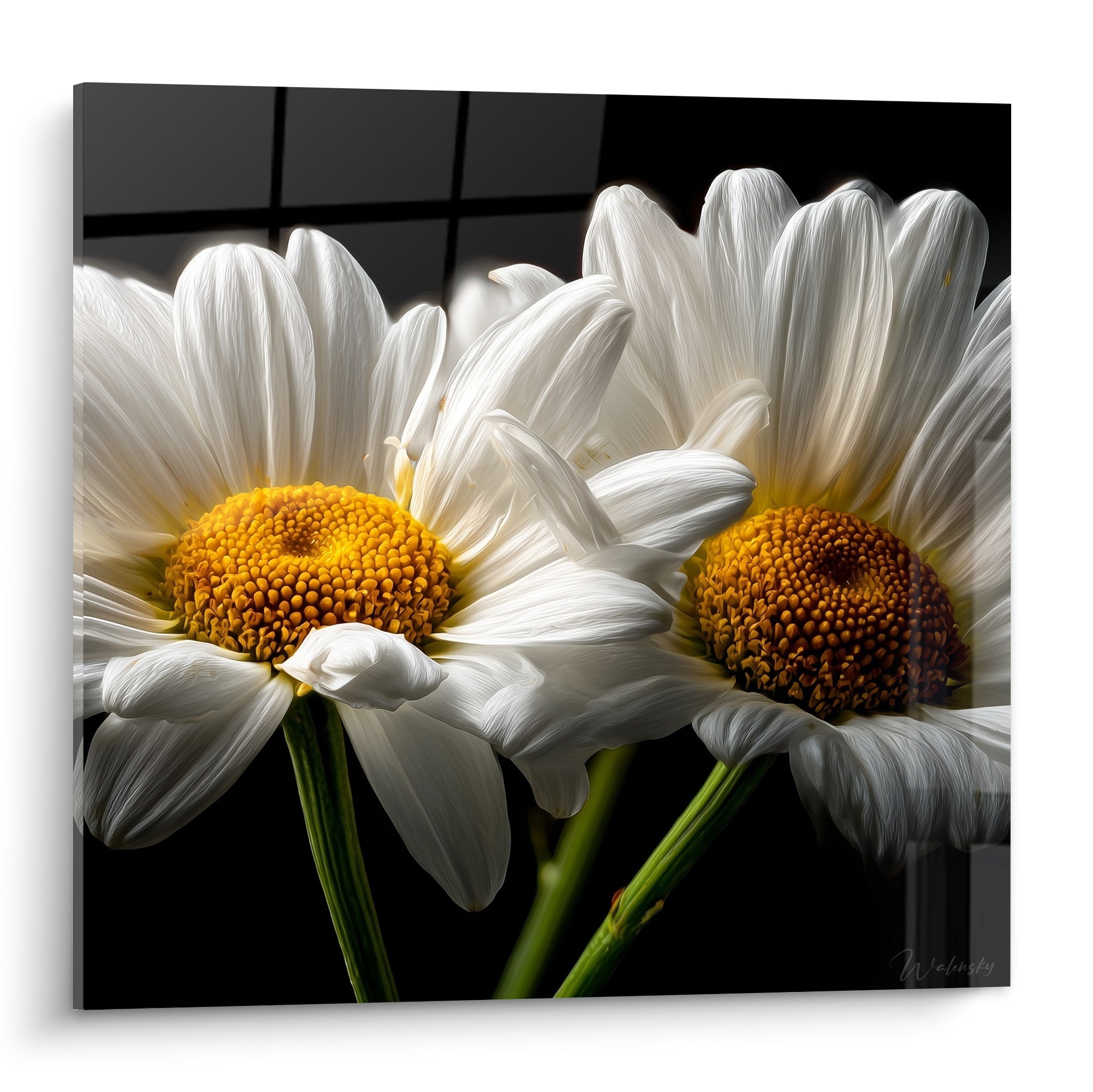 Marguerites blanches aux cœurs dorés se détachant sur un fond noir profond et structuré