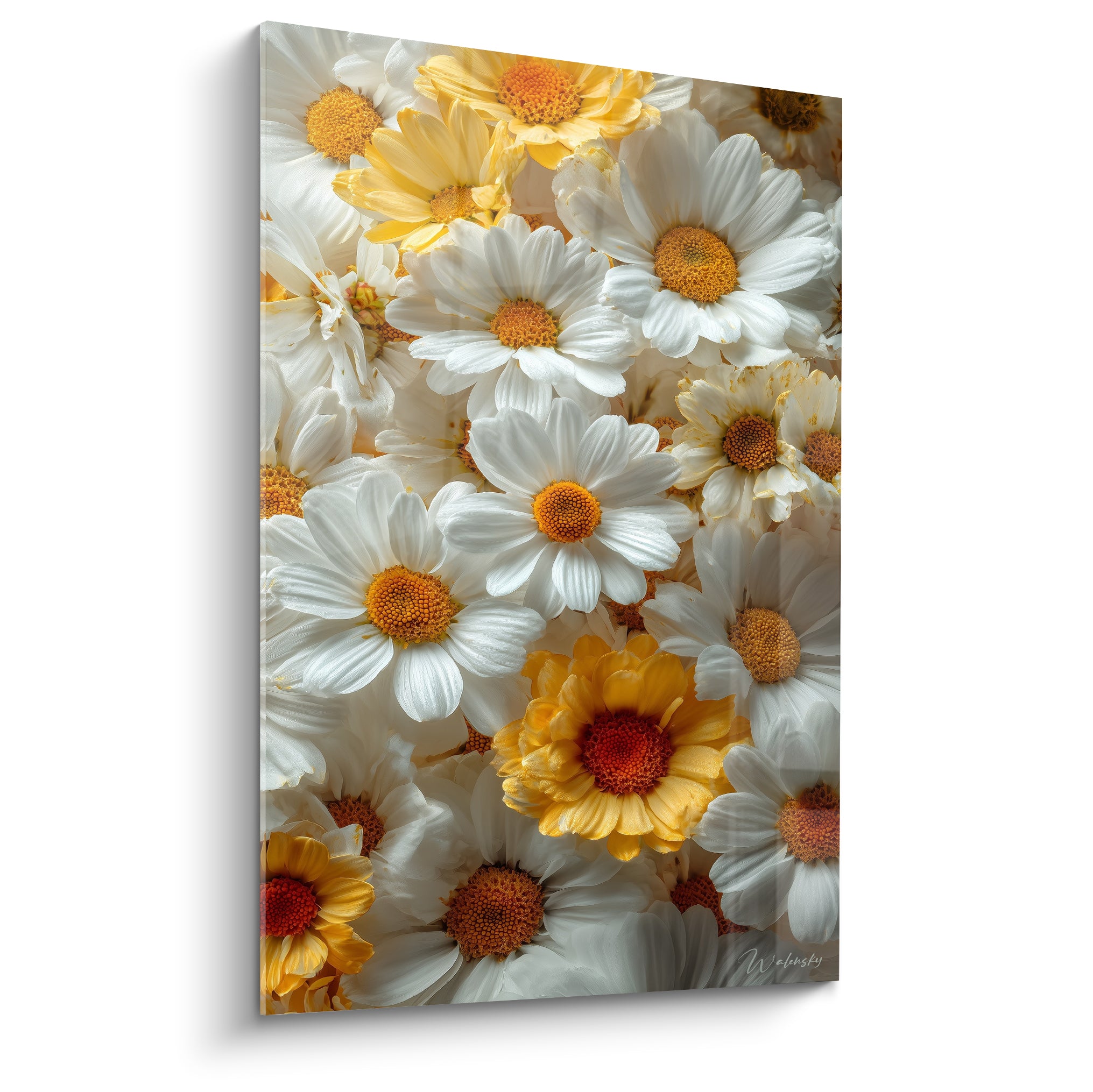 Marguerites blanches aux cœurs orangés et dorés, pétales froissés en gros plan dense sur toile