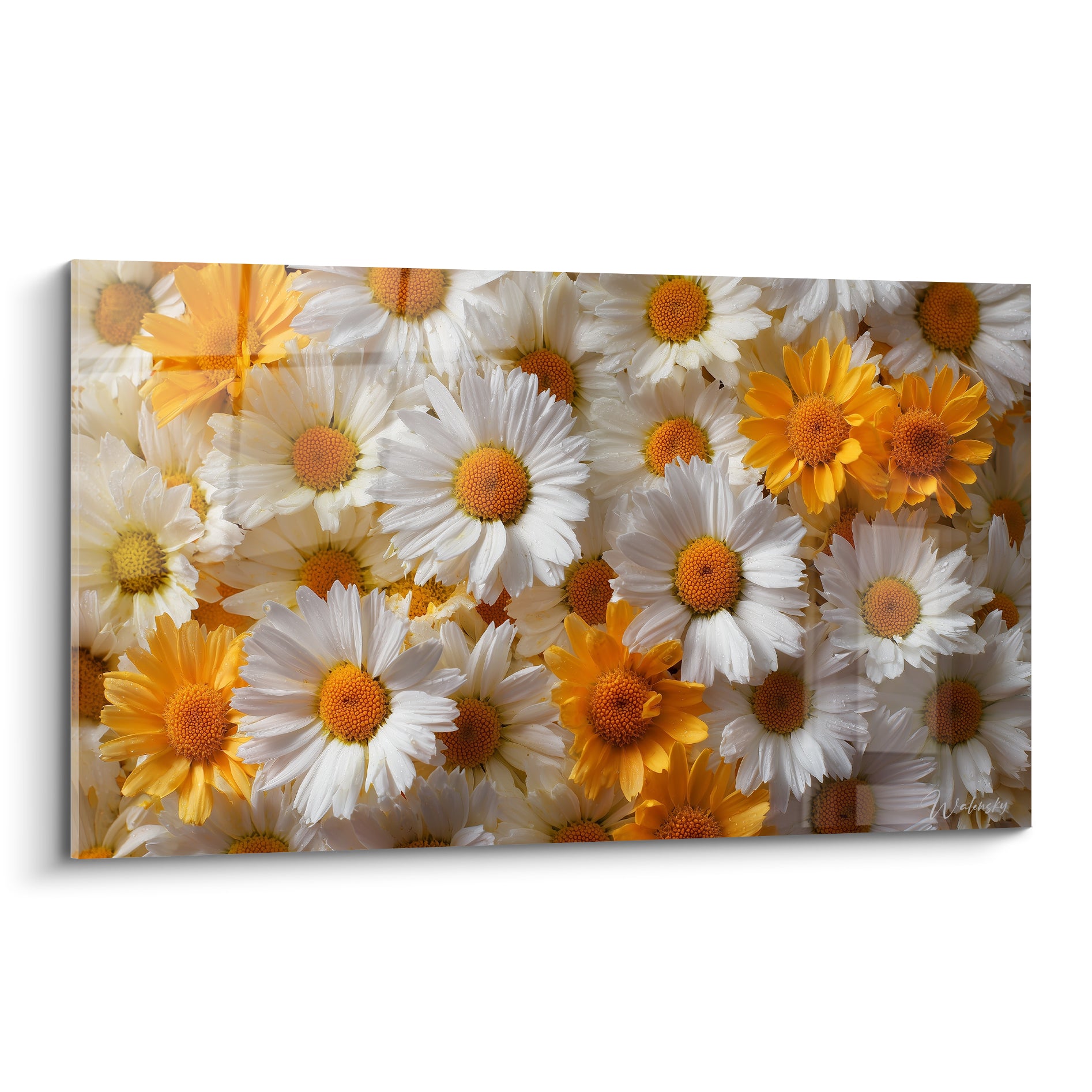 Marguerites blanches aux cœurs jaune orangé serrées en tapis floral dense et lumineux