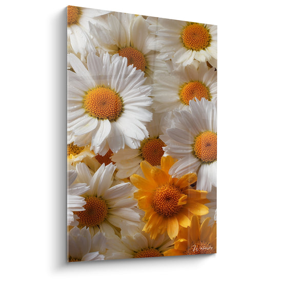 Marguerites blanches aux coeurs orangés en gros plan, pétales perlés de rosée matinale