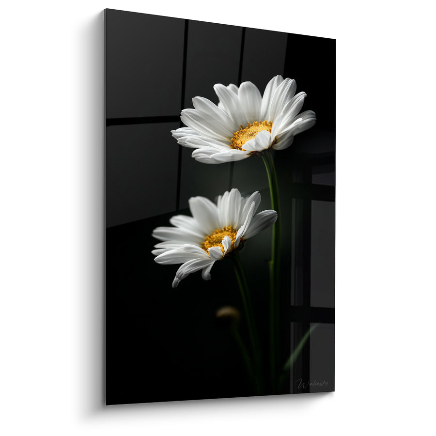 Tableau Marguerites blanches sur fond anthracite - Lueur dans la nuit - Edition Marguerite
