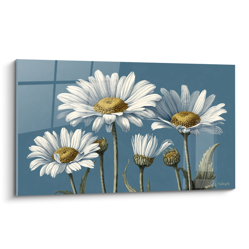 Tableau Marguerites blanches et bleu acier aux boutons inclinés - Illustration botanique gravée - Edition Marguerite