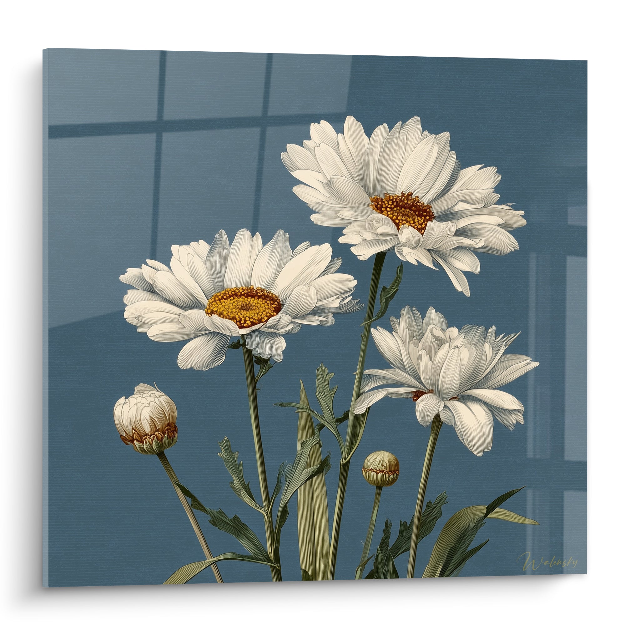 Marguerites blanches aux cœurs dorés se déploient sur un fond bleu ardoise graphique