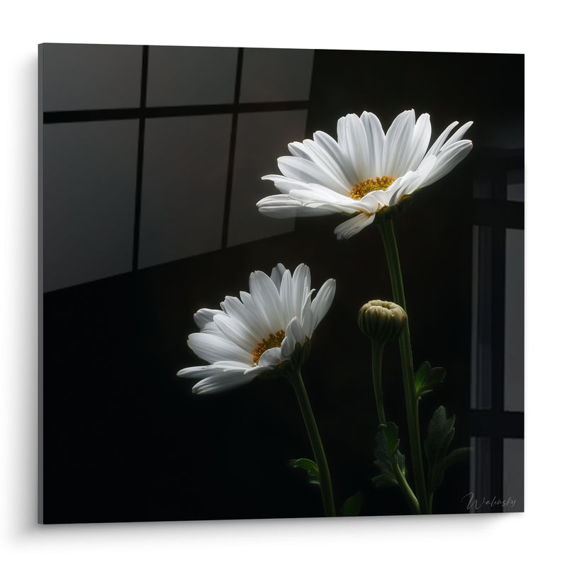 Tableau Marguerites blanches à fond noir - Lueur du petit matin - Edition Marguerite