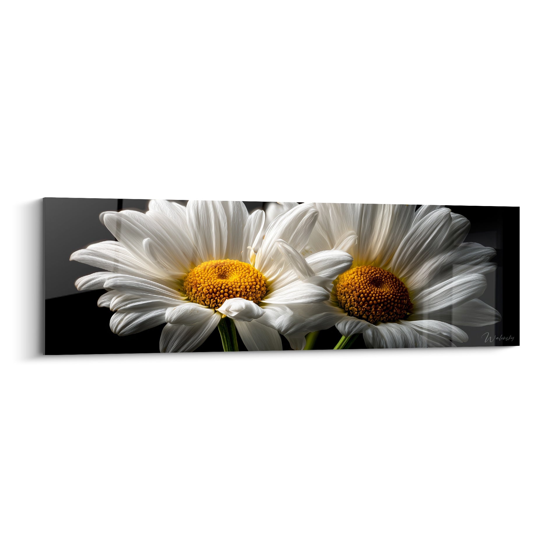 Marguerites blanches aux cœurs dorés se détachant sur un fond noir profond intense