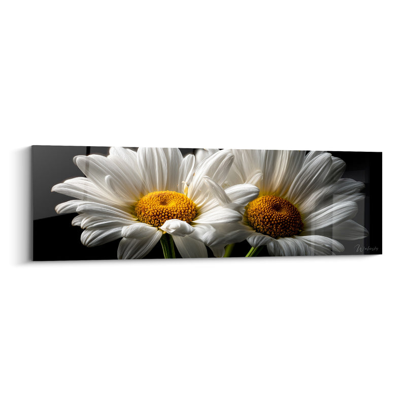 Tableau Marguerites blanches au cœur doré - Éclosion silencieuse - Edition Marguerite