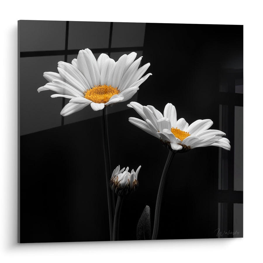 Tableau Marguerites blanches et noires au bouton fermé - Reflets de vitre grise - Edition Marguerite