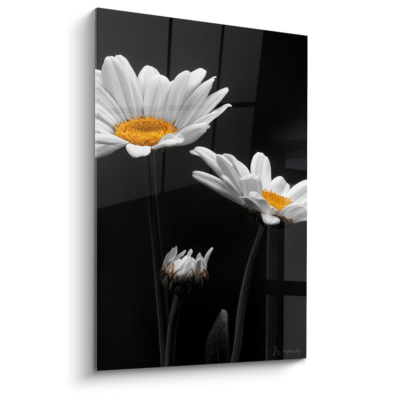 Tableau Marguerites blanches et noires aux tiges arquées - Bouton fermé penché - Edition Marguerite