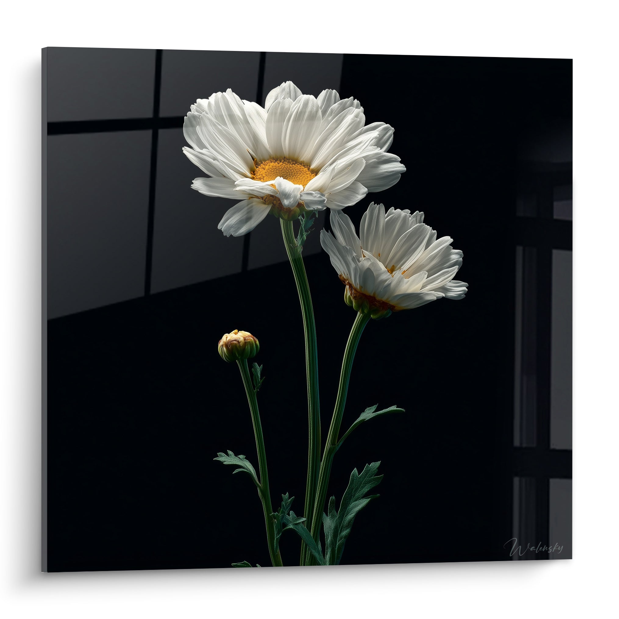 Marguerites blanches aux cœurs dorés se détachant sur un fond noir profond structuré
