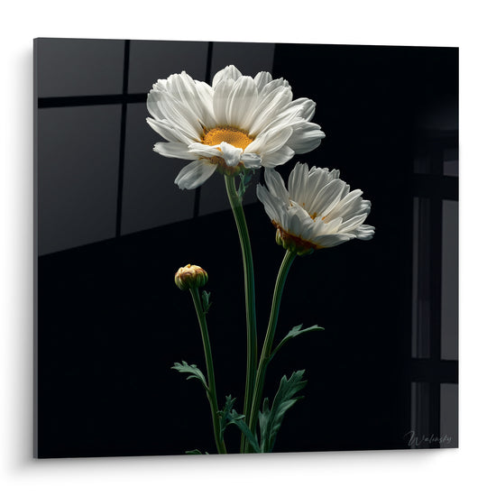 Marguerites blanches aux cœurs dorés se détachant sur un fond noir profond structuré