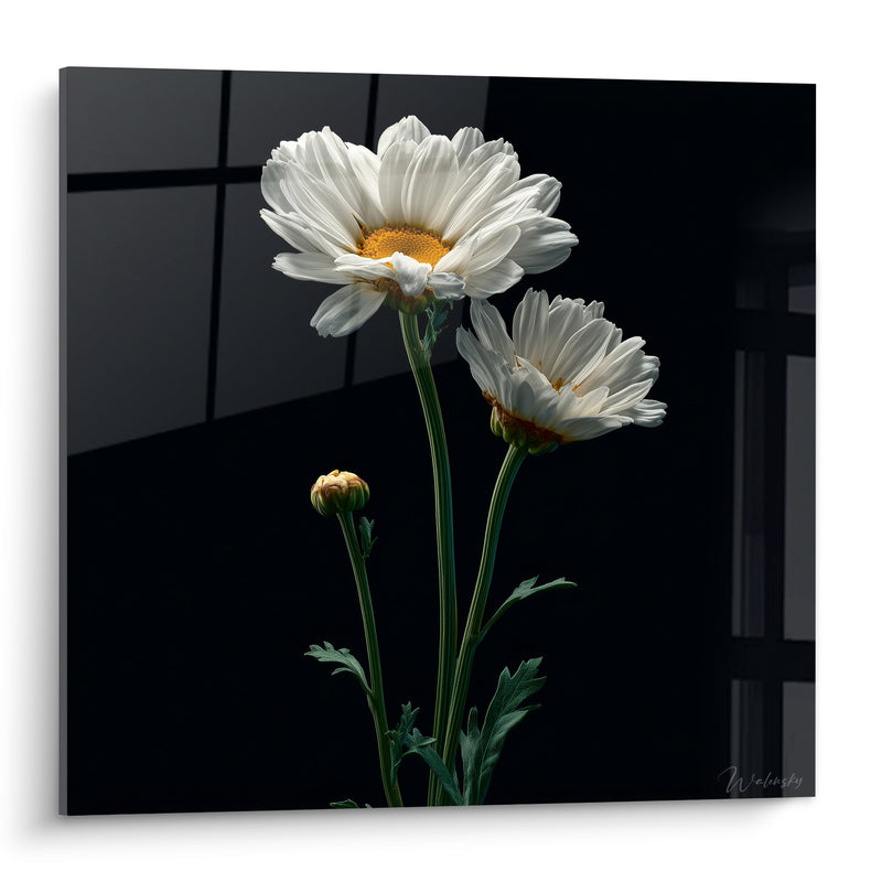 Tableau Marguerites blanches sur fond noir - Lueur silencieuse - Edition Marguerite