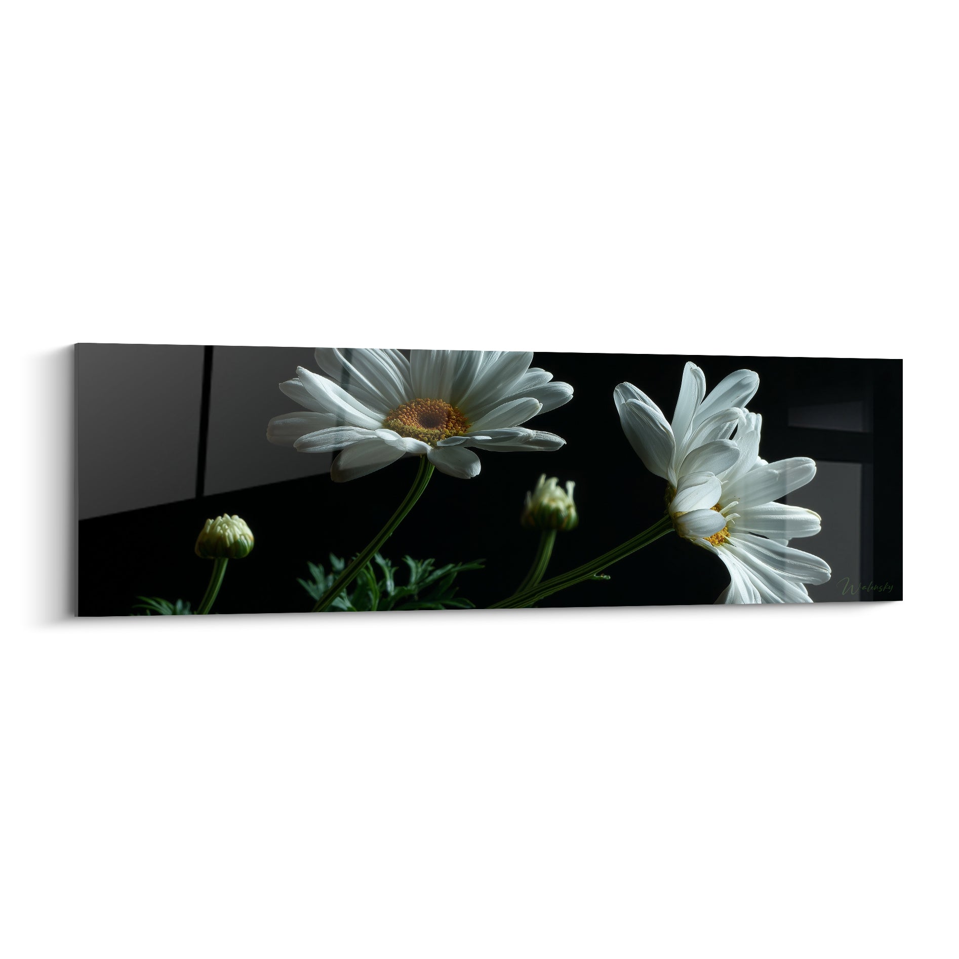 Marguerites blanches aux cœurs dorés se détachant sur un fond noir profond et contrasté