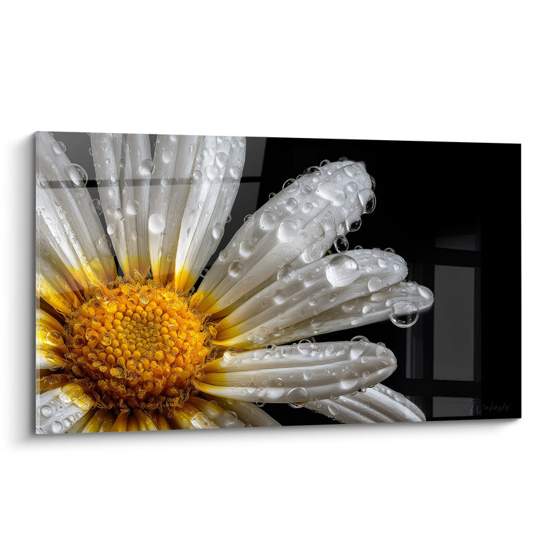 Tableau Marguerite blanche perlée de rosée - Fraîcheur du matin - Edition Marguerite