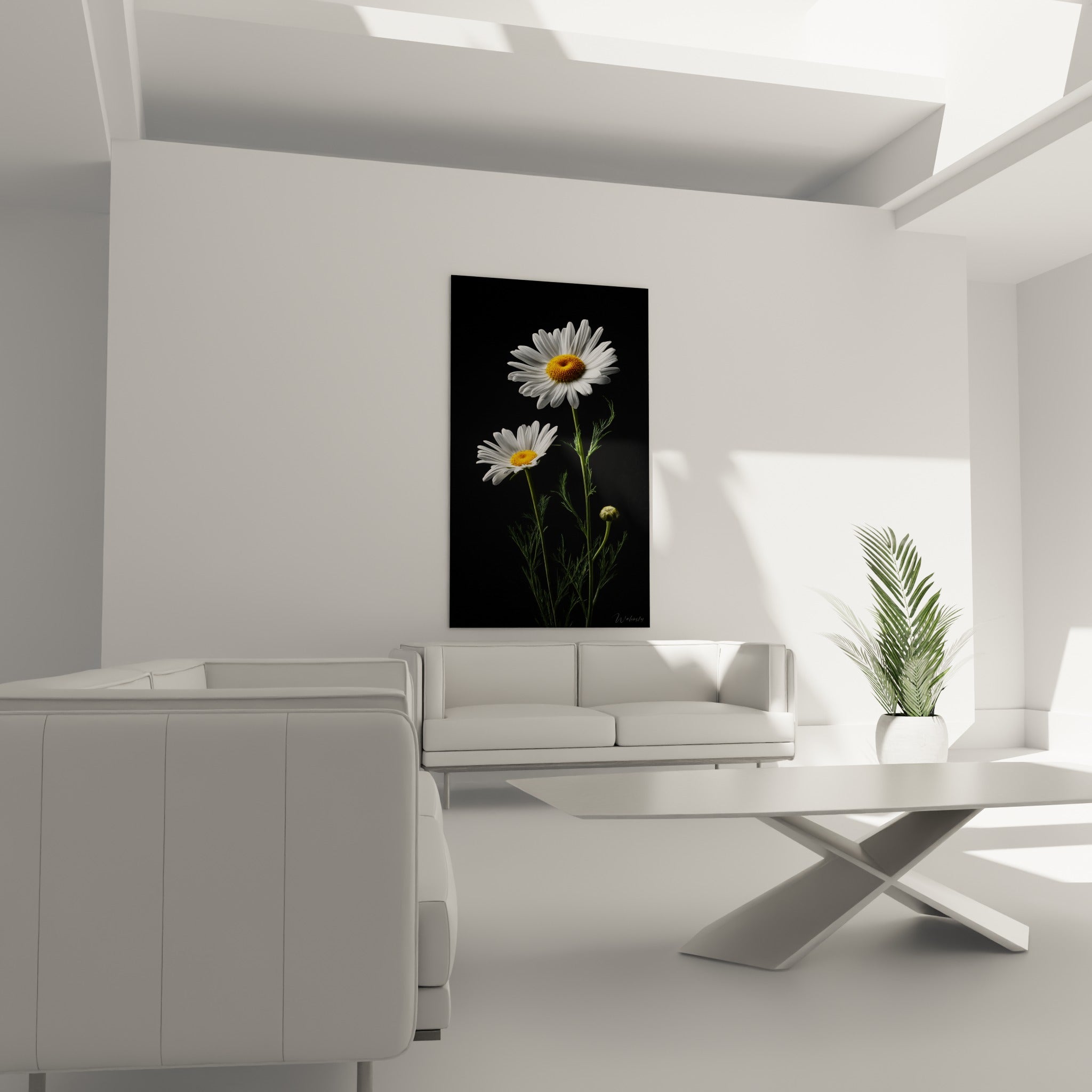 Fleurs blanches à cœur jaune doré sur fond noir contrasté, disposées au-dessus d'un canapé dans un salon lumineux