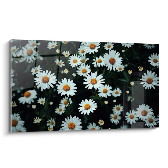 Un quadro margherita natura che mostra fiori bianchi con centri gialli su uno sfondo verde scuro, con petali nitidi e una texture liscia in contrasto con un fogliame leggermente sfocato.

