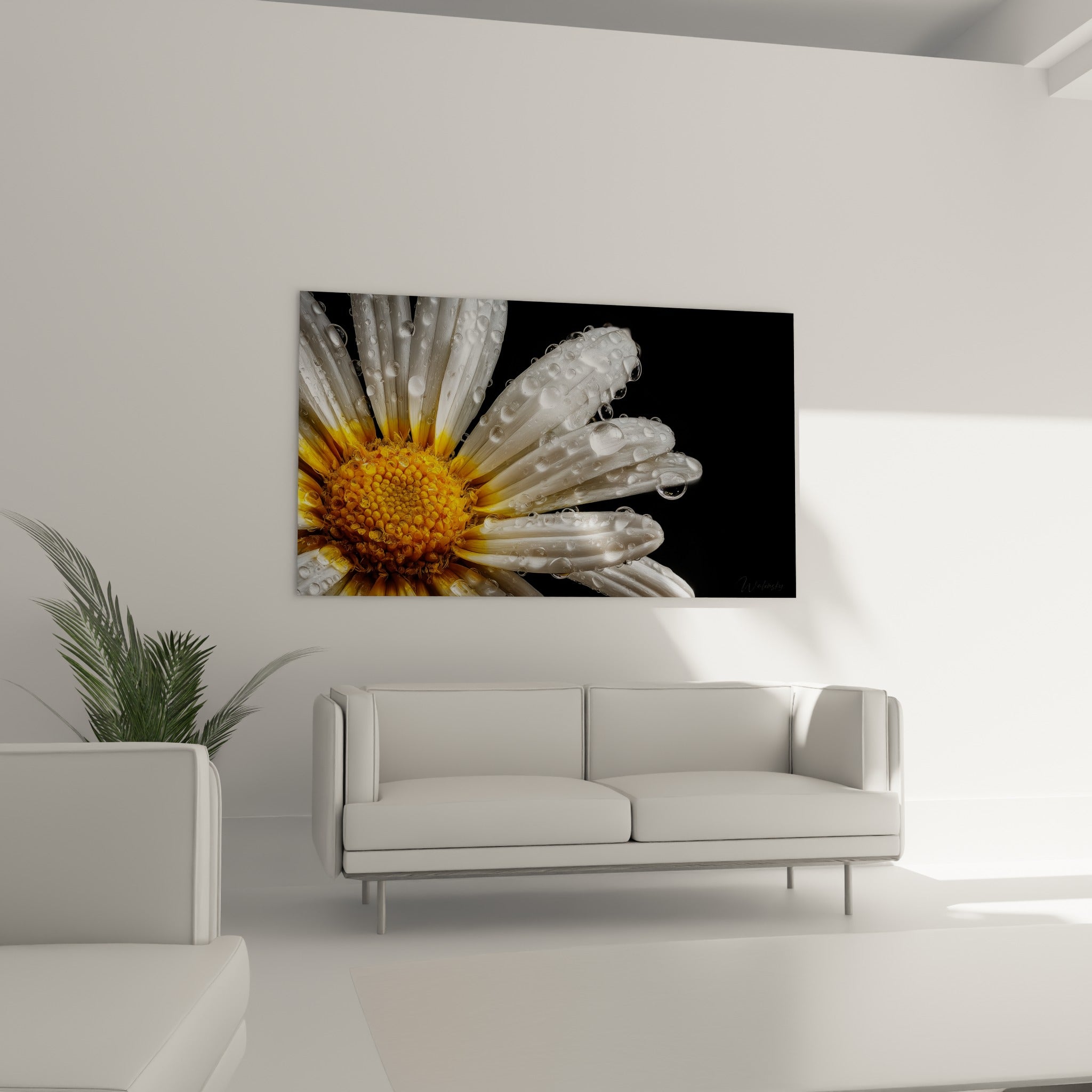 Gouttes d'eau scintillantes sur cette marguerite blanche et jaune, au-dessus d'un canapé dans un salon lumineux
