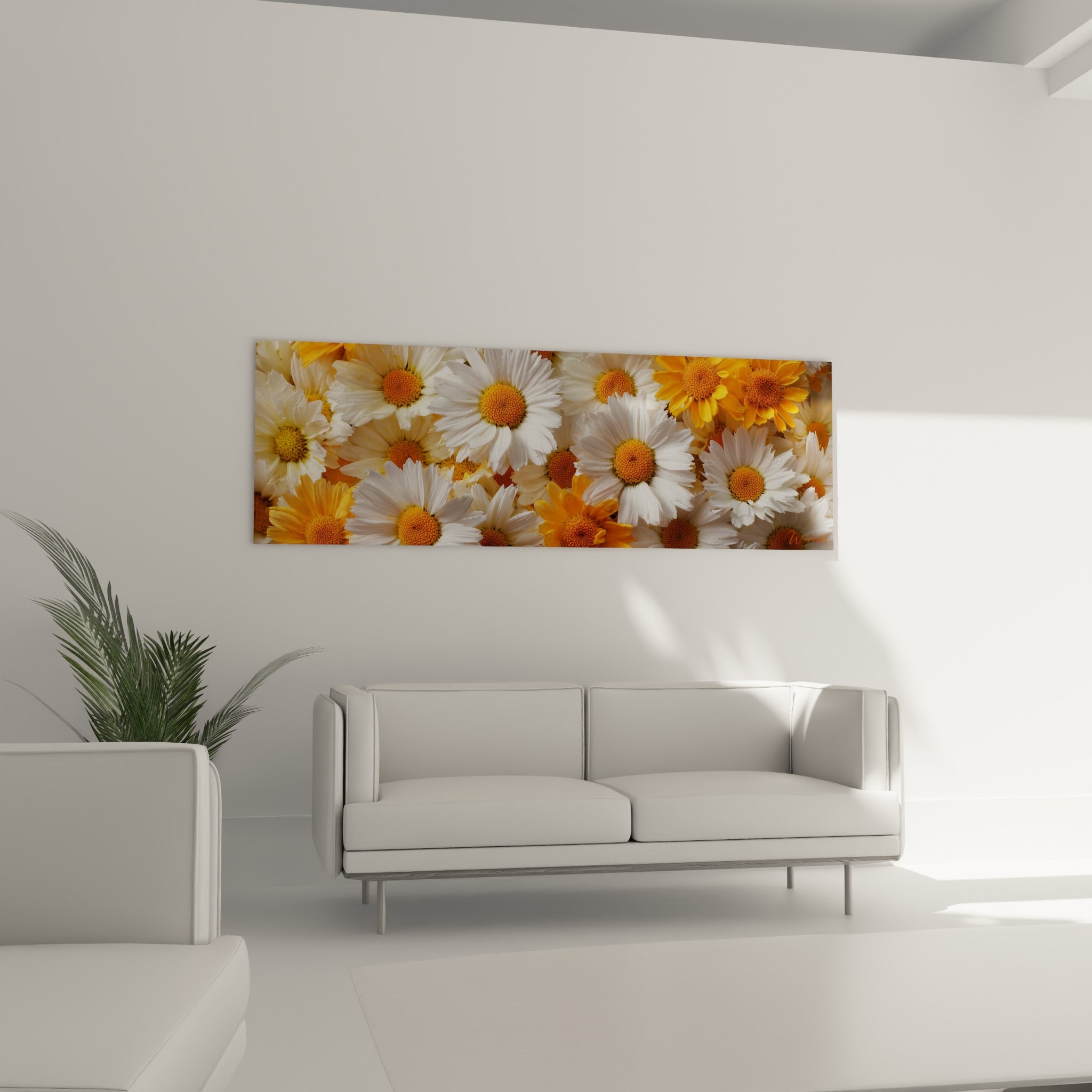 Pétales blancs et cœurs orange doré des marguerites en pleine floraison, au-dessus d'un canapé dans un salon lumineux