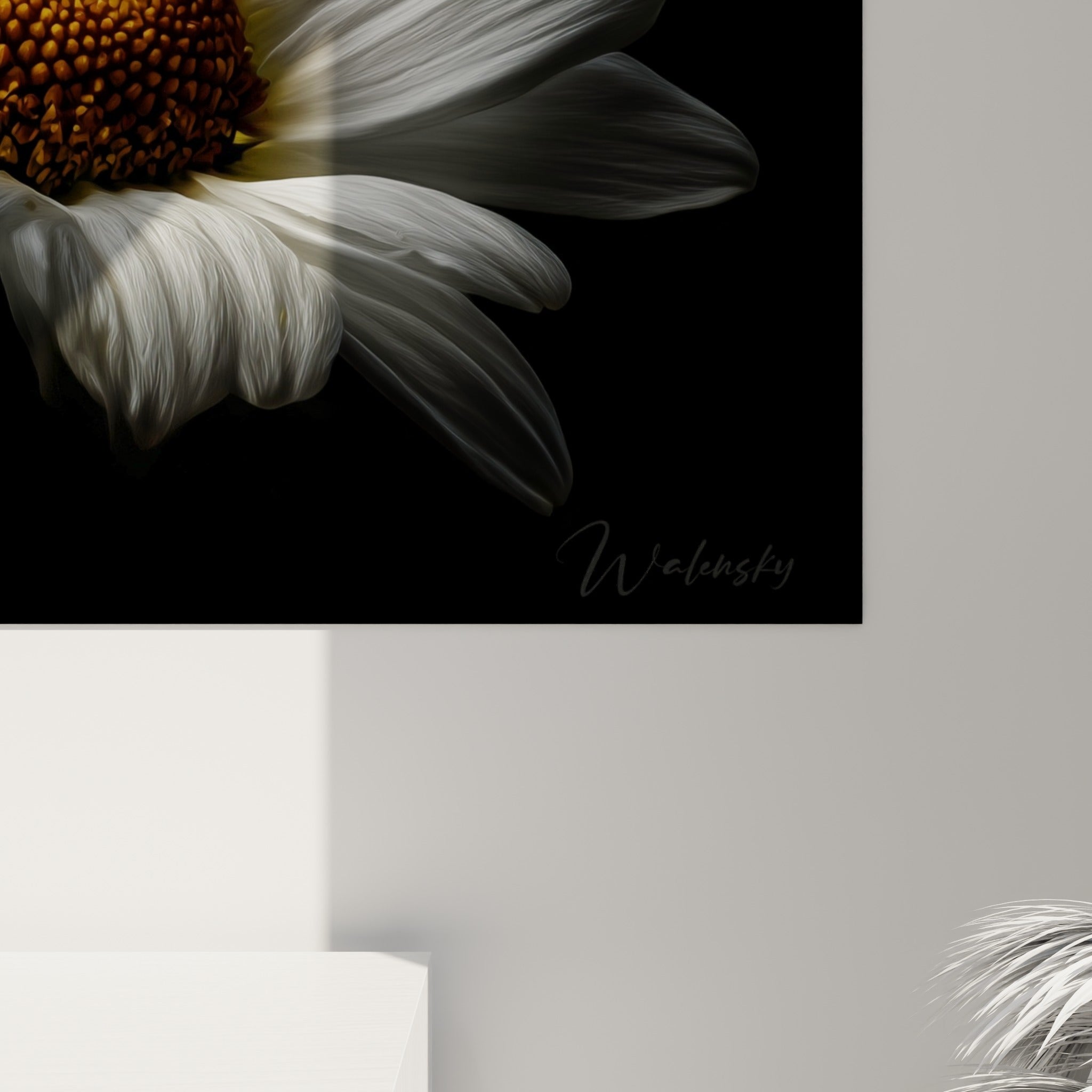 Grain pictural des pétales blancs et du cœur jaune doré granuleux de la marguerite, texture rapprochée sur fond noir