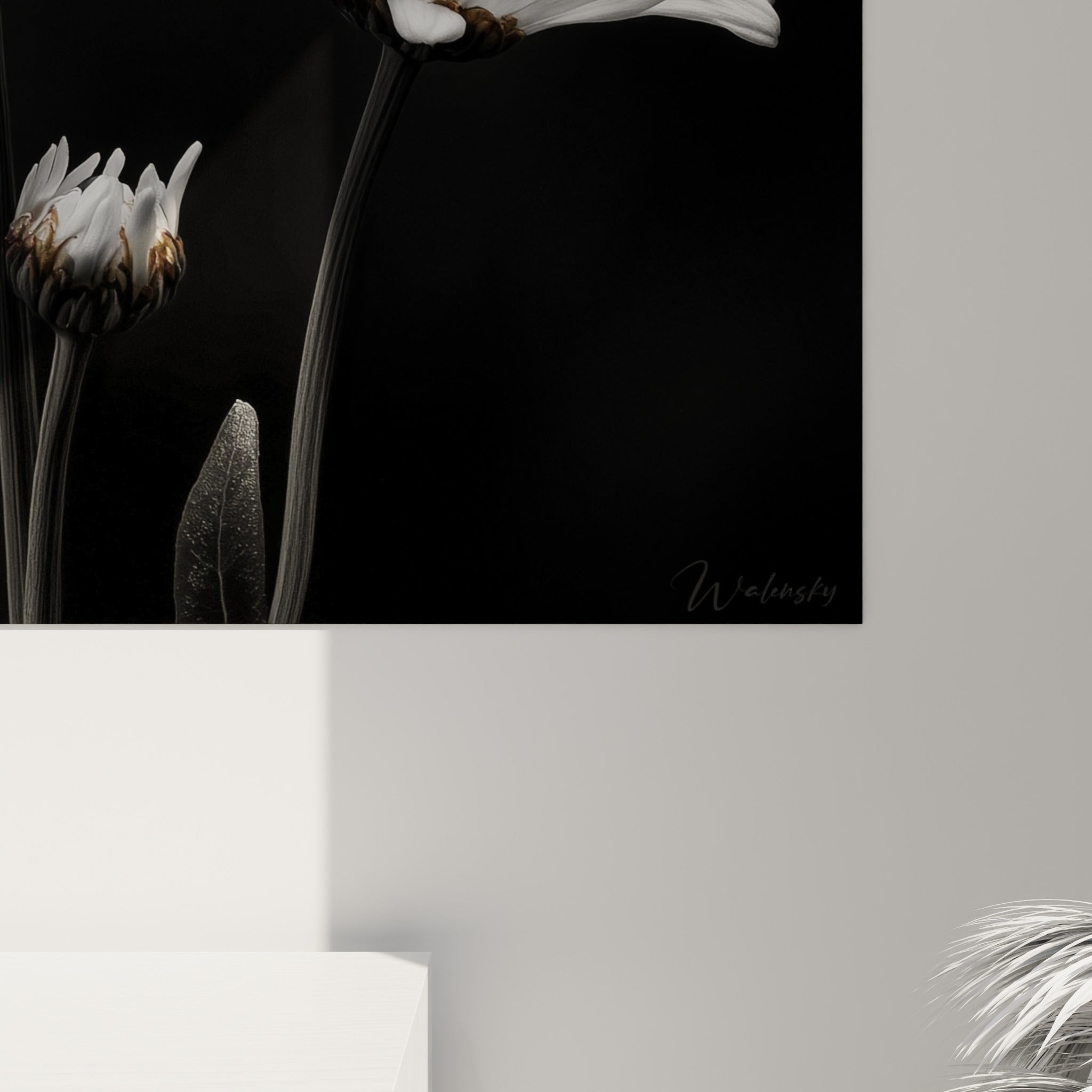 Grain photographique visible sur les pétales blancs et le pollen doré de la marguerite en gros plan
