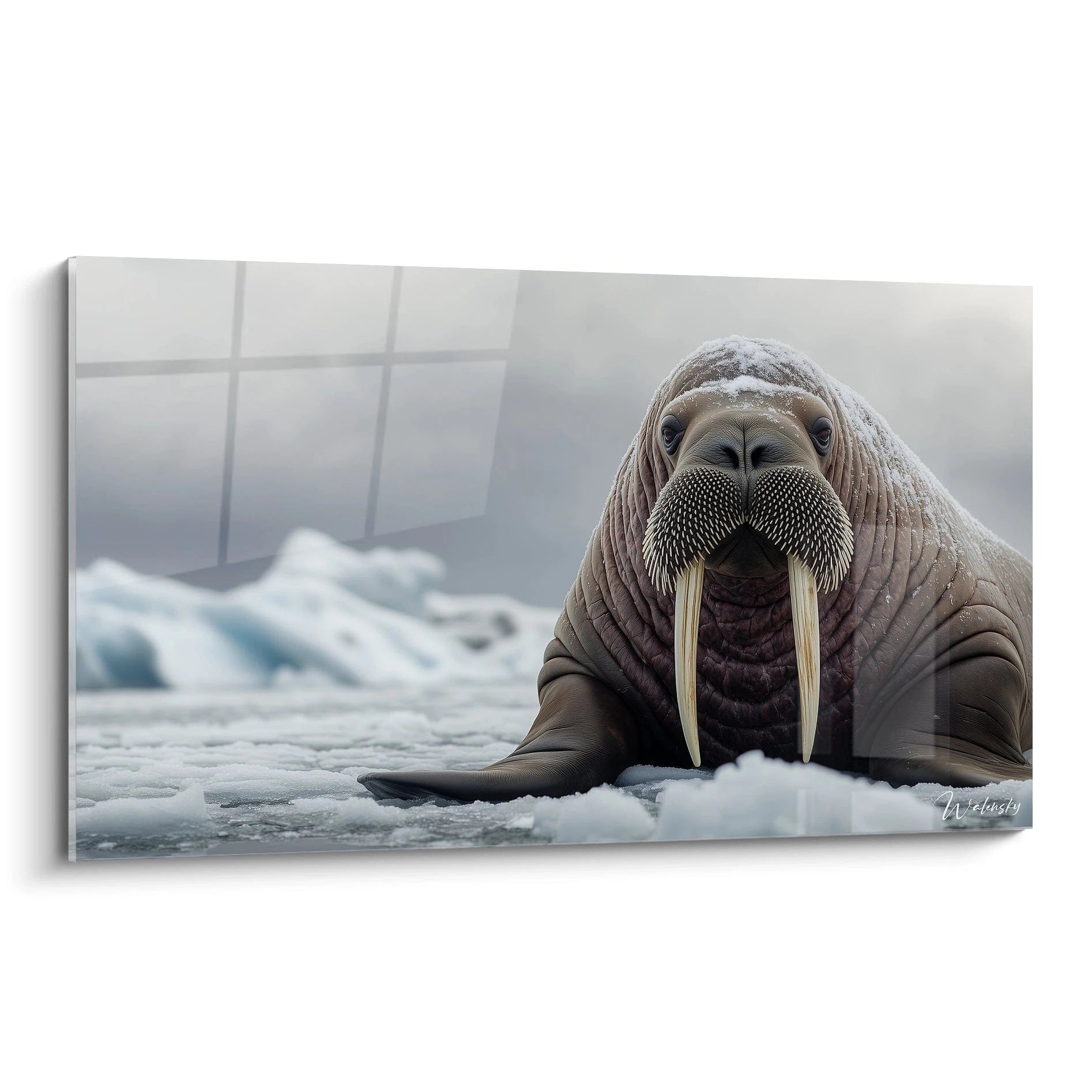 Un tableau morse arctique représentant un pinnipède aux longues défenses, émergeant de la banquise. Teintes de gris et marron pour l'animal contrastant avec les bleus glacés de l'environnement polaire. Texture détaillée des plis cutanés et des moustaches tactiles.

