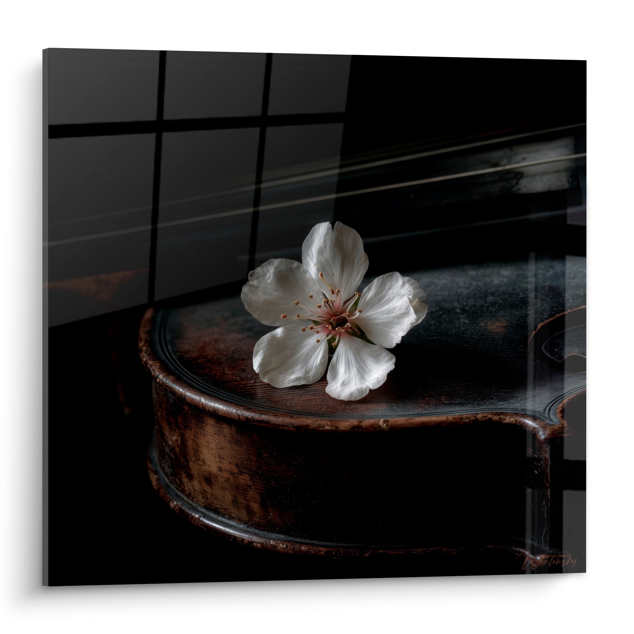 Fleur blanche aux étamines dorées posée sur un violon brun sombre, fond anthracite