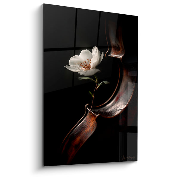 Music Painting black and brown cello ear - White anemone petals - Music Edition
