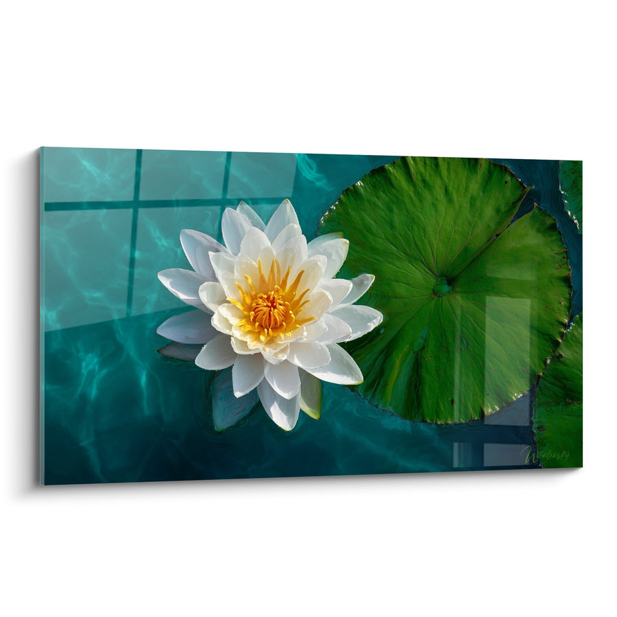 Tabel Lotus Bloem met Witte Bloem op Turquoise Water met Groen Blad - Aquatische Serene - Nymphaeën Editie