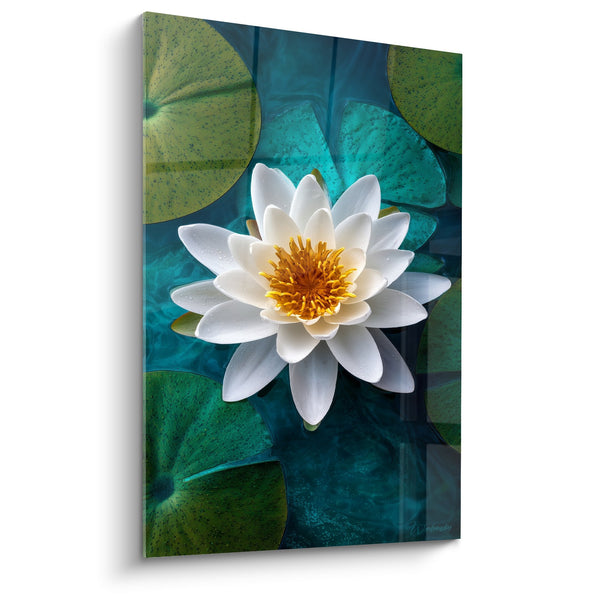 Schilderij Lotus Bloem Wit op Turquoise en Groene Bladeren - Waterige Serenity - Nymphae Editie