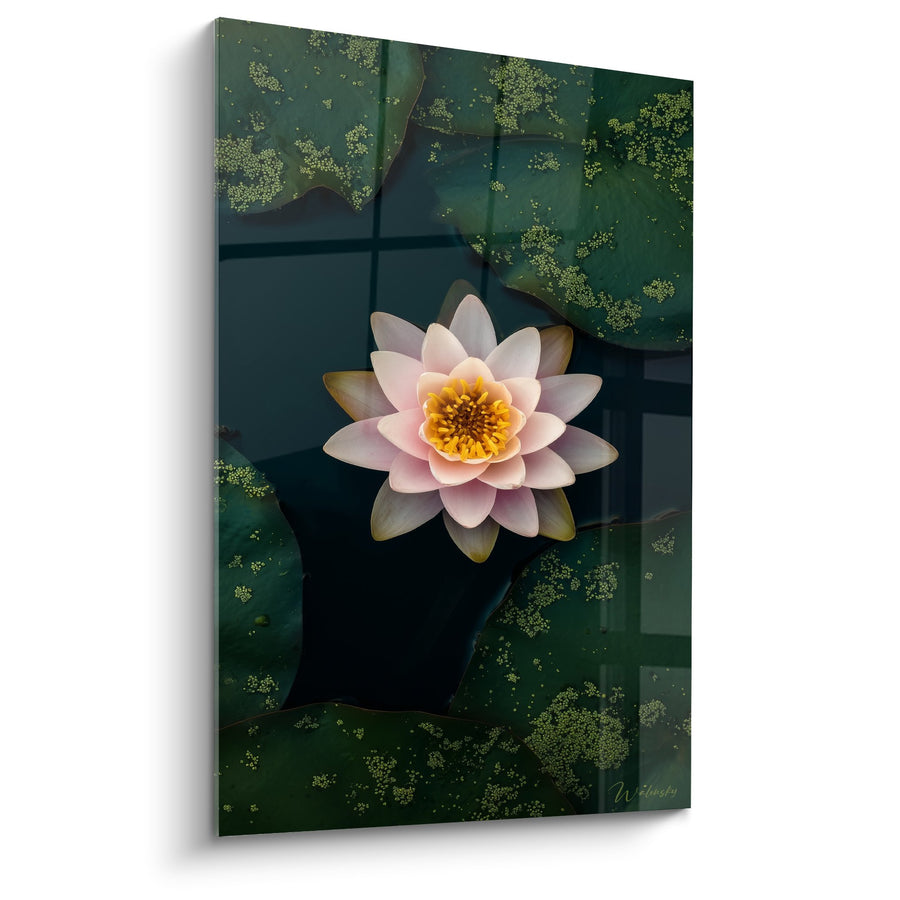 Schilderij Lotusbloem Roze en Geel op Donker Water met Waterplanten - Florale Sereneit - Nymphaeasteeditie