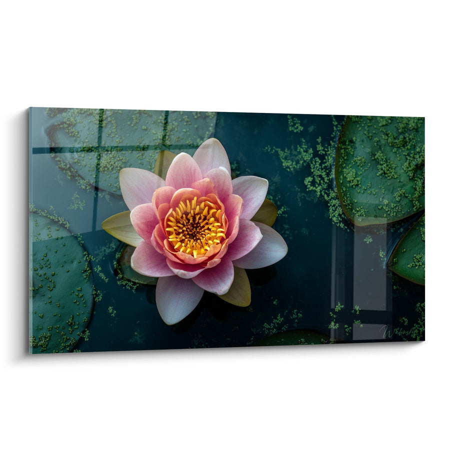 Schilderij Roze en Oranje Bloemen op Donker Water met Groene Reflecties - Aquatische Sereniteit - Waterlelie Editie