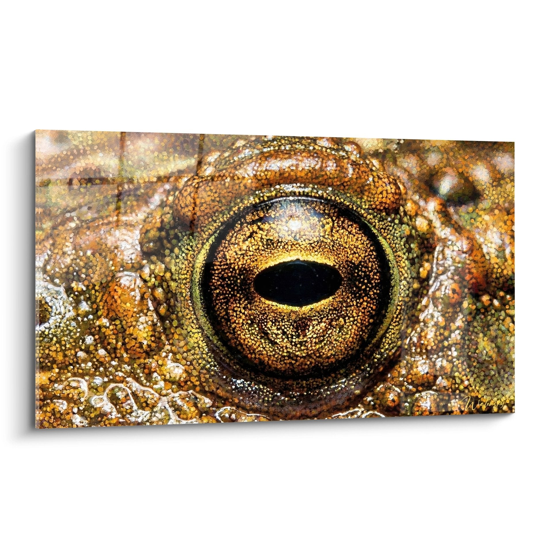 Gros plan saisissant sur l'oeil dore d'un crapaud aux reflets cuivres et texture granulaire detaillee