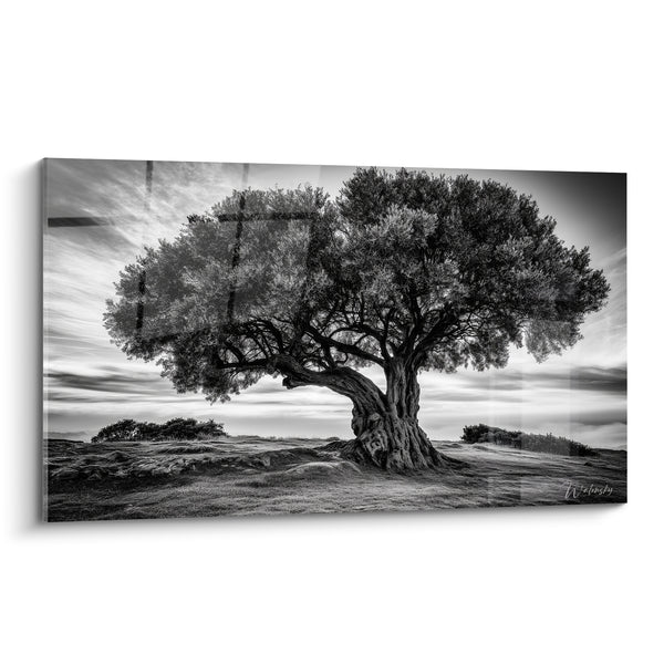 Tableau Olivier noir et blanc au tronc massif sur colline balayée par le vent - Ciel nuageux dramatique - Edition Olivier
