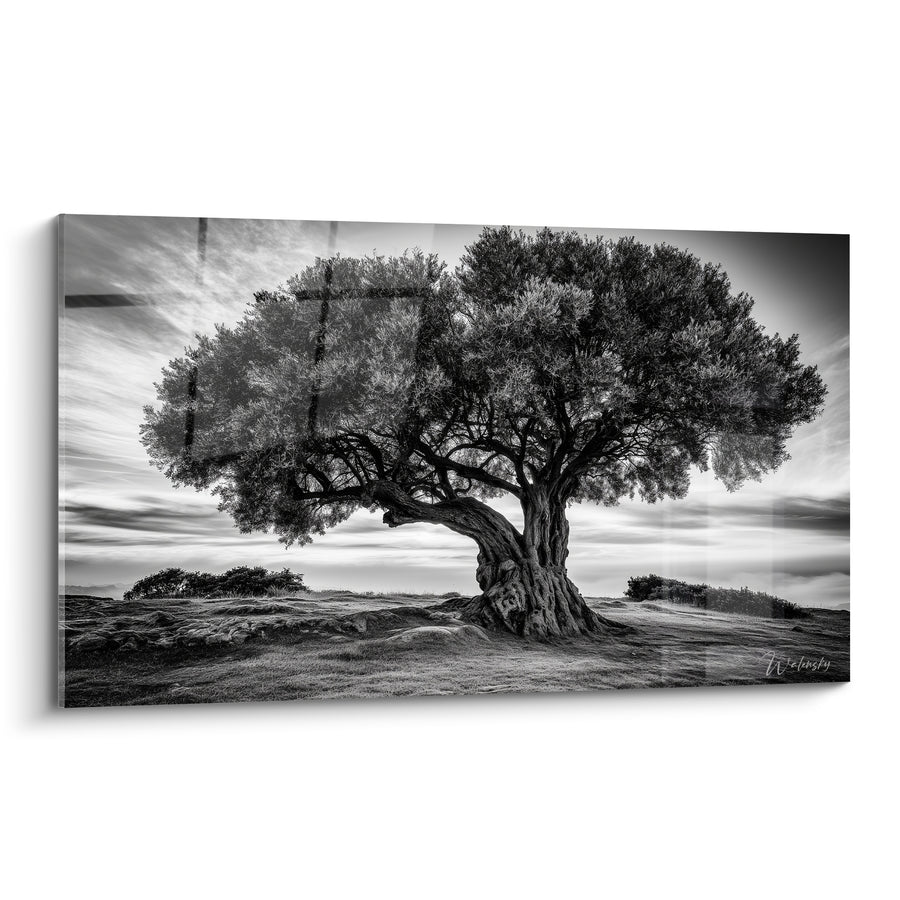 Tableau Olivier noir et blanc au tronc massif sur colline balayée par le vent - Ciel nuageux dramatique - Edition Olivier