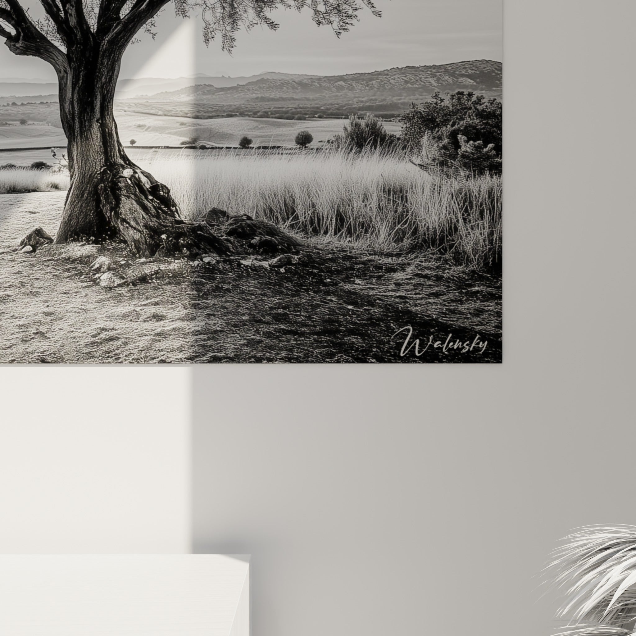 Détail de l'écorce rugueuse d'un olivier, grain photographique fin entre noir profond et gris fumé