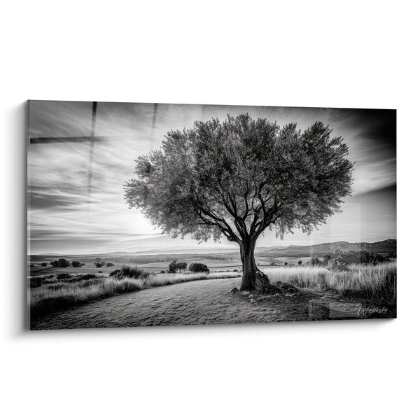 Tableau Olivier noir et blanc au bord d'un chemin - Sentier de campagne - Edition Olivier